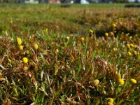 Cotula coronopifolia 40, Goudknopje, Saxifraga-Ed Stikvoort