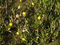 Cotula coronopifolia 6, Goudknopje, Saxifraga-Jan van der Straaten