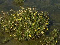 Cotula coronopifolia 8, Goudknopje, Saxifraga-Jan van der Straaten