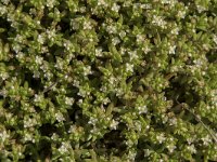 Crassula helmsii 18, Watercrassula, Saxifraga-Willem van Kruijsbergen