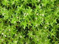 Crassula helmsii 2, Watercrassula, Saxifraga-Peter Meininger