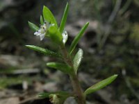 Crassula helmsii 3, Watercrassula, Saxifraga-Rutger Barendse