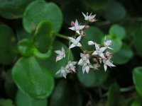 Crassula multicava 3, Saxifraga-Ed Stikvoort