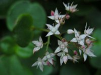 Crassula multicava 5, Saxifraga-Ed Stikvoort