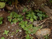 Crassula multicava 7, Saxifraga-Ed Stikvoort