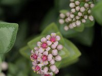 Crassula rupestris 2, Saxifraga-Rutger Barendse