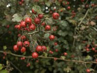 Crataegus laevigata 11, Tweestijlige meidoorn, Saxifraga-Jan van der Straaten