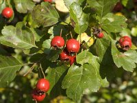 Crataegus laevigata 12, Tweestijlige meidoorn, Saxifraga-Jan van der Straaten