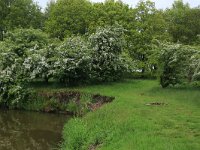 Crataegus laevigata 20, Tweestijlige meidoorn, Saxifraga-Hans Boll