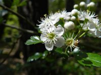 Crataegus laevigata 23, Tweestijlige meidoorn, Saxifraga-Rutger Barendse