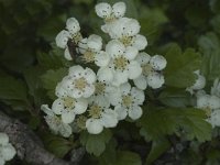 Crataegus laevigata 3, Tweestijlige meidoorn, Saxifraga-Jan van der Straaten