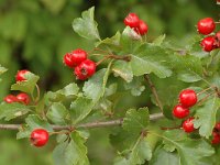 Crataegus laevigata 4, Tweestijlige meidoorn, Saxifraga-Jan van der Straaten