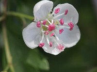 Crataegus monogyna 15, Eenstijlige meidoorn, Saxifraga-Rutger Barendse