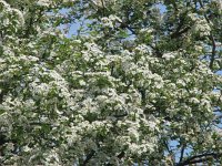 Crataegus monogyna 17, Eenstijlige meidoorn, Saxifraga-Jasenka Topic