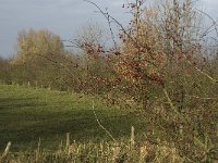 Crataegus monogyna 20, Eenstijlige meidoorn, Saxifraga-Jan van der Straaten