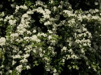 Crataegus monogyna 25, Eenstijlige meidoorn, Saxifraga-Jan van der Straaten