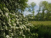 Crataegus monogyna 26, Eenstijlige meidoorn, Saxifraga-Jan van der Straaten