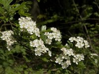 Crataegus monogyna 27, Eenstijlige meidoorn, Saxifraga-Jan van der Straaten