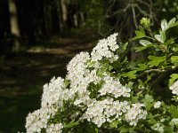 Crataegus monogyna 28, Eenstijlige meidoorn, Saxifraga-Jan van der Straaten