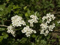 Crataegus monogyna 29, Eenstijlige meidoorn, Saxifraga-Jan van der Straaten