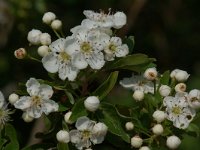 Crataegus monogyna 30, Eenstijlige meidoorn, Saxifraga-Jan van der Straaten