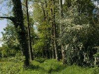 Crataegus monogyna 31, Eenstijlige meidoorn, Saxifraga-Jan van der Straaten