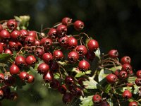 Crataegus monogyna 34, Eenstijlige meidoorn, Saxifraga-Jan van der Straaten