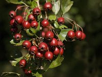 Crataegus monogyna 35, Eenstijlige meidoorn, Saxifraga-Jan van der Straaten