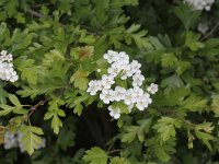 Crataegus monogyna 38, Eenstijlige meidoorn, Saxifraga-Peter Meininger