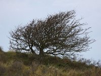 Crataegus monogyna 41, Eenstijlige meidoorn, Saxifraga-Bart Vastenhouw