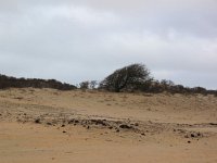 Crataegus monogyna 42, Eenstijlige meidoorn, Saxifraga-Bart Vastenhouw