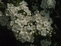 Crataegus monogyna 44, Eenstijlige meidoorn, Saxifraga-Jan van der Straaten