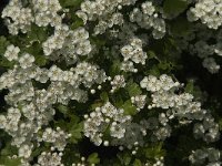 Crataegus monogyna 47, Eenstijlige meidoorn, Saxifraga-Jan van der Straaten