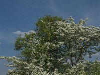 Crataegus monogyna 48, Eenstijlige meidoorn, Saxifraga-Jan van der Straaten