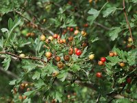 Crataegus monogyna 5, Eenstijlige meidoorn, Saxifraga-Jan van der Straaten