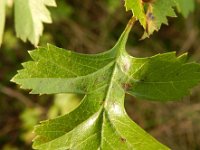 Crataegus monogyna 53, Eenstijlige meidoorn, Saxifraga-Rutger Barendse