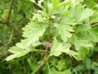 Crataegus monogyna 54, Eenstijlige meidoorn, Saxifraga-Rutger Barendse