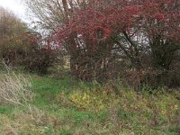 Crataegus monogyna 55, Eenstijlige meidoorn, Saxifraga-Hans Boll