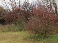 Crataegus monogyna 56, Eenstijlige meidoorn, Saxifraga-Hans Boll