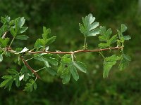 Crataegus monogyna 6, Eenstijlige meidoorn, Saxifraga-Jan van der Straaten