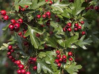 Crataegus monogyna 60, Eenstijlige meidoorn, Saxifraga-Roel Meijer