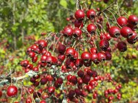 Crataegus monogyna 61, Eenslijlige meidoorn, Saxifraga-Roel Meijer  Branch with berries of Hawthorn (Crataegus monogyna) : autumn, autumnal, berry, branch, bush, common hawthorn, Crataegus monogyna, flora, floral, fruit, hawthorn, leaf, natural, nature, red, twig, berries, fruits, bird food, many, no people, nobody, outdoor, outdoors, outside, plant, ripe, vascular plant