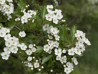 Crataegus monogyna 65, Eenstijlige meidoorn, Saxifraga-Willem van Kruijsbergen