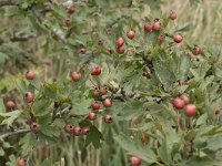 Crataegus monogyna 66, Eenstijlige meidoorn, Saxifraga-Willem van Kruijsbergen