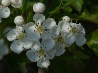 Crataegus monogyna 8, Eenstijlige Meidoorn, Saxifraga-Willem van Kruijsbergen