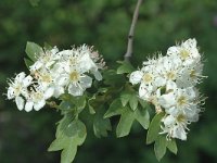 Crataegus monogyna ssp brevispina 13, Saxifraga-Jan van der Straaten