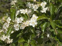 Crataegus monogyna ssp brevispina 21, Saxifraga-Jan van der Straaten