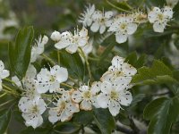 Crataegus monogyna ssp brevispina 22, Saxifraga-Jan van der Straaten