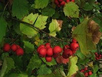 Crataegus prunifolia 2, Saxifraga-Rutger Barendse