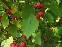 Crataegus prunifolia 3, Saxifraga-Rutger Barendse